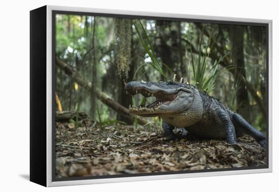 American Alligator in Forest. Little St Simons Island, Georgia-Pete Oxford-Framed Premier Image Canvas