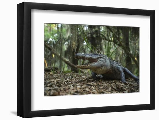 American Alligator in Forest. Little St Simons Island, Georgia-Pete Oxford-Framed Photographic Print