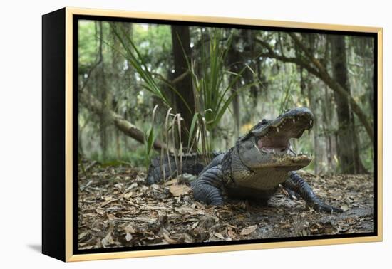 American Alligator in Maritime Forest. Little St Simons Island, Ga, Us-Pete Oxford-Framed Premier Image Canvas