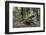 American Alligator in Maritime Forest. Little St Simons Island, Ga, Us-Pete Oxford-Framed Photographic Print