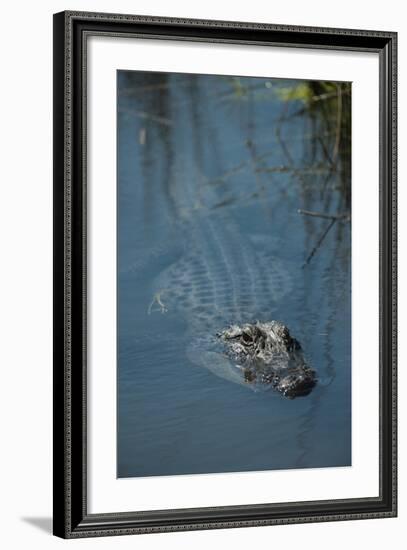 American Alligator Little St Simons Island, Barrier Islands, Georgia-Pete Oxford-Framed Photographic Print