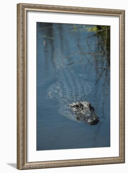 American Alligator Little St Simons Island, Barrier Islands, Georgia-Pete Oxford-Framed Photographic Print