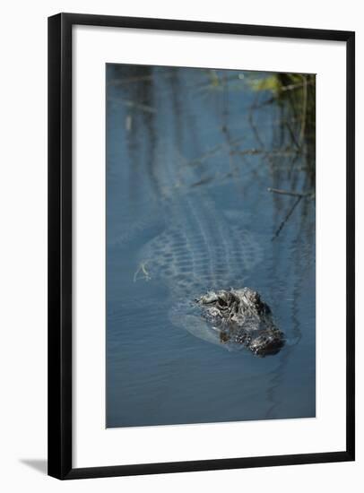 American Alligator Little St Simons Island, Barrier Islands, Georgia-Pete Oxford-Framed Photographic Print