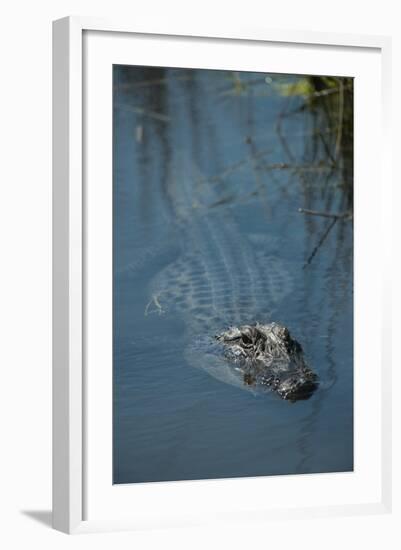 American Alligator Little St Simons Island, Barrier Islands, Georgia-Pete Oxford-Framed Photographic Print