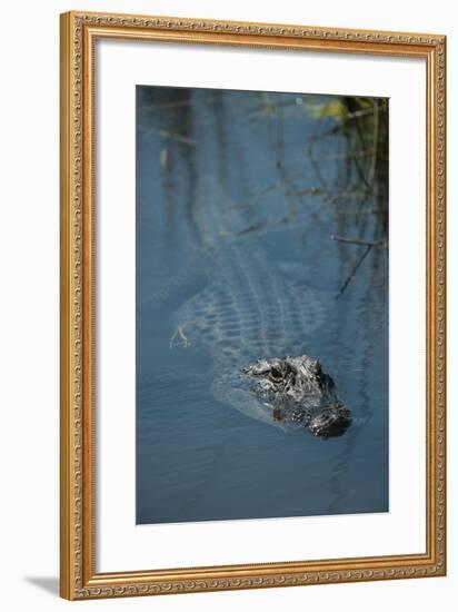 American Alligator Little St Simons Island, Barrier Islands, Georgia-Pete Oxford-Framed Photographic Print