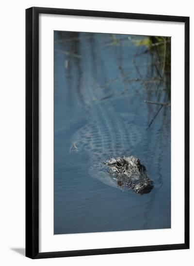 American Alligator Little St Simons Island, Barrier Islands, Georgia-Pete Oxford-Framed Photographic Print