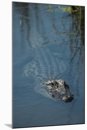 American Alligator Little St Simons Island, Barrier Islands, Georgia-Pete Oxford-Mounted Photographic Print