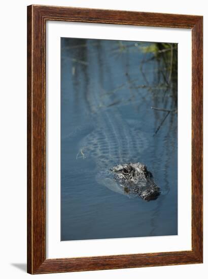 American Alligator Little St Simons Island, Barrier Islands, Georgia-Pete Oxford-Framed Photographic Print