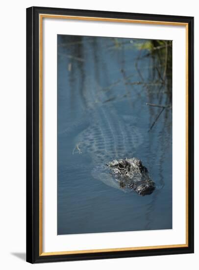 American Alligator Little St Simons Island, Barrier Islands, Georgia-Pete Oxford-Framed Photographic Print