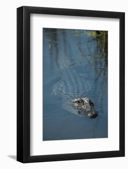 American Alligator Little St Simons Island, Barrier Islands, Georgia-Pete Oxford-Framed Photographic Print