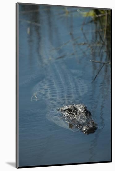 American Alligator Little St Simons Island, Barrier Islands, Georgia-Pete Oxford-Mounted Photographic Print