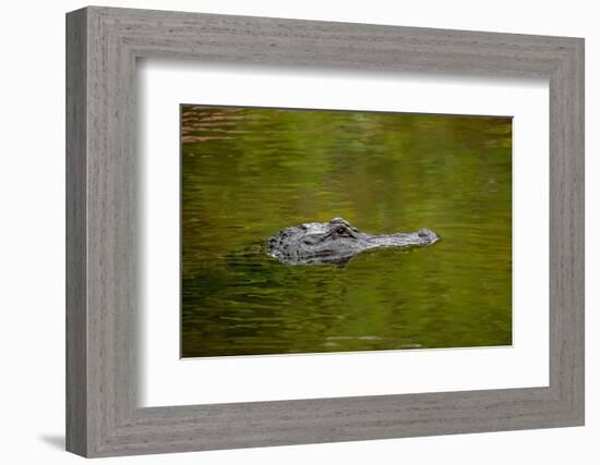 American alligator, Merritt Island National Wildlife Refuge, Florida-Adam Jones-Framed Photographic Print