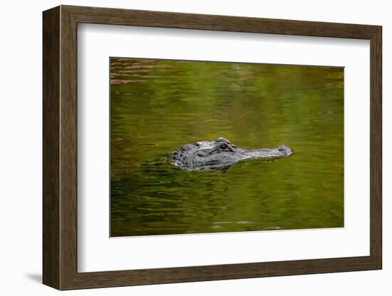 American alligator, Merritt Island National Wildlife Refuge, Florida-Adam Jones-Framed Photographic Print