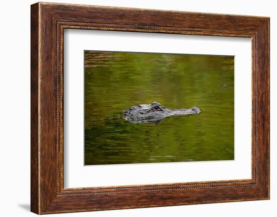 American alligator, Merritt Island National Wildlife Refuge, Florida-Adam Jones-Framed Photographic Print