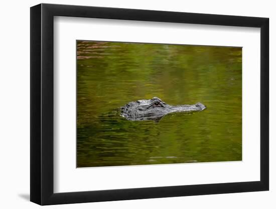 American alligator, Merritt Island National Wildlife Refuge, Florida-Adam Jones-Framed Photographic Print