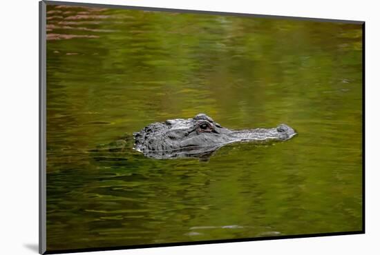 American alligator, Merritt Island National Wildlife Refuge, Florida-Adam Jones-Mounted Photographic Print