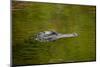 American alligator, Merritt Island National Wildlife Refuge, Florida-Adam Jones-Mounted Photographic Print