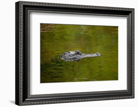 American alligator, Merritt Island National Wildlife Refuge, Florida-Adam Jones-Framed Photographic Print