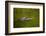 American alligator, Merritt Island National Wildlife Refuge, Florida-Adam Jones-Framed Photographic Print