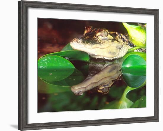 American Alligator, Native to South Eastern USA-David Northcott-Framed Photographic Print