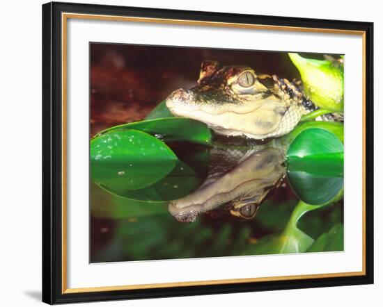 American Alligator, Native to South Eastern USA-David Northcott-Framed Photographic Print