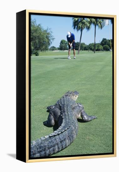 American Alligator on Golf Course-null-Framed Premier Image Canvas