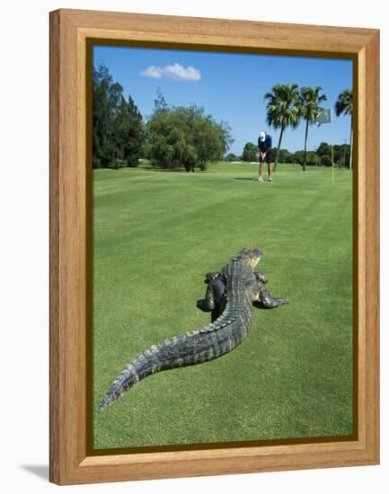 American Alligator on Golf Course-null-Framed Premier Image Canvas