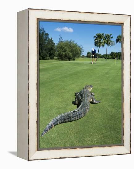 American Alligator on Golf Course-null-Framed Premier Image Canvas