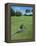 American Alligator on Golf Course-null-Framed Premier Image Canvas