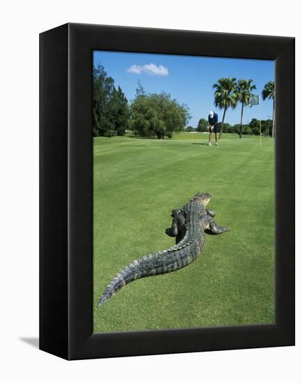 American Alligator on Golf Course-null-Framed Premier Image Canvas