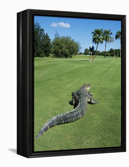 American Alligator on Golf Course-null-Framed Premier Image Canvas