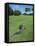 American Alligator on Golf Course-null-Framed Premier Image Canvas