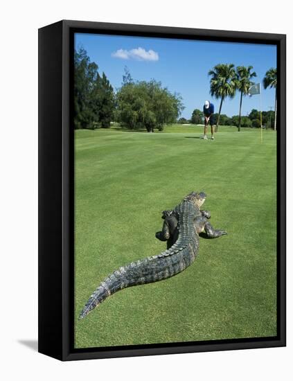 American Alligator on Golf Course-null-Framed Premier Image Canvas