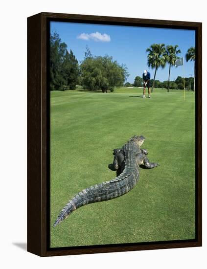 American Alligator on Golf Course-null-Framed Premier Image Canvas