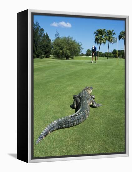 American Alligator on Golf Course-null-Framed Premier Image Canvas