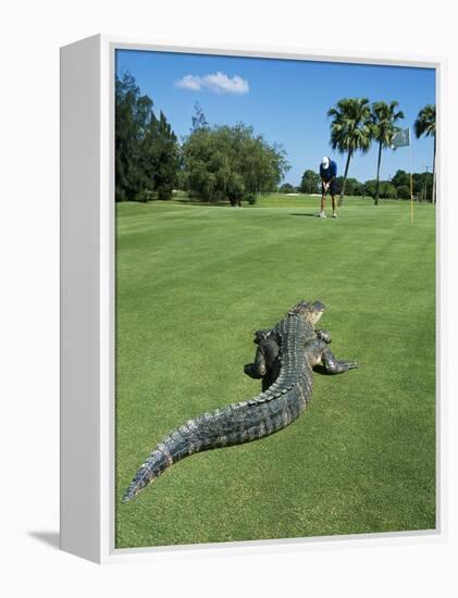 American Alligator on Golf Course-null-Framed Premier Image Canvas