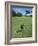 American Alligator on Golf Course-null-Framed Photographic Print