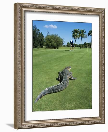 American Alligator on Golf Course-null-Framed Photographic Print