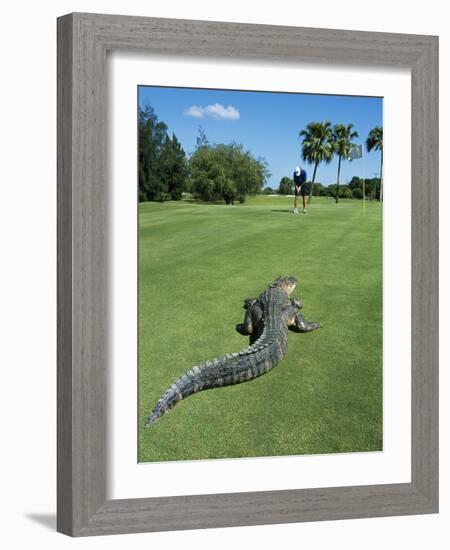 American Alligator on Golf Course-null-Framed Photographic Print