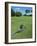 American Alligator on Golf Course-null-Framed Photographic Print