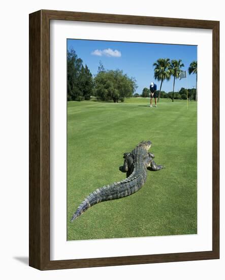 American Alligator on Golf Course--Framed Photographic Print