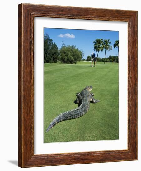 American Alligator on Golf Course-null-Framed Photographic Print