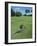 American Alligator on Golf Course-null-Framed Photographic Print