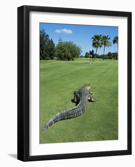 American Alligator on Golf Course-null-Framed Photographic Print