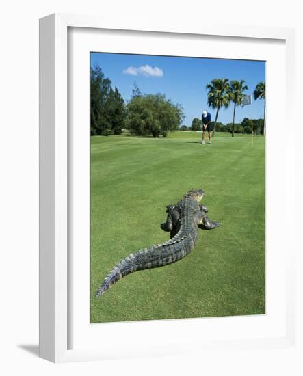 American Alligator on Golf Course-null-Framed Photographic Print