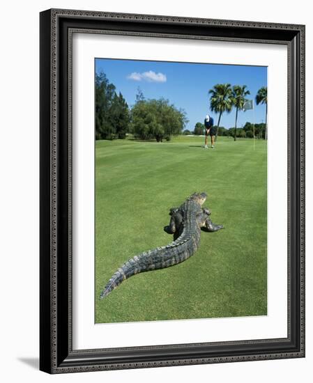 American Alligator on Golf Course-null-Framed Photographic Print