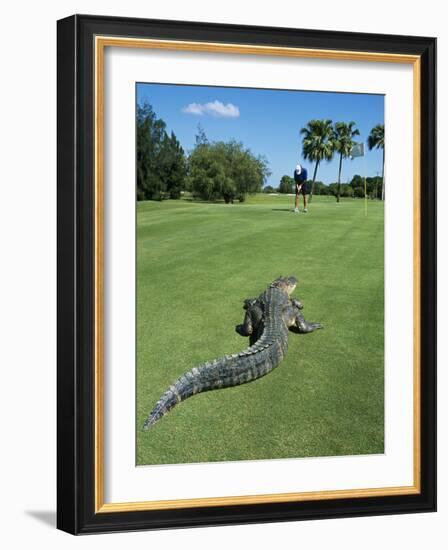 American Alligator on Golf Course--Framed Photographic Print
