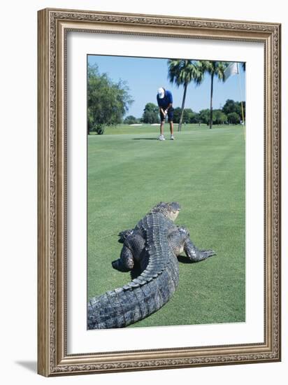 American Alligator on Golf Course-null-Framed Photographic Print