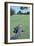 American Alligator on Golf Course-null-Framed Photographic Print