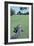 American Alligator on Golf Course-null-Framed Photographic Print